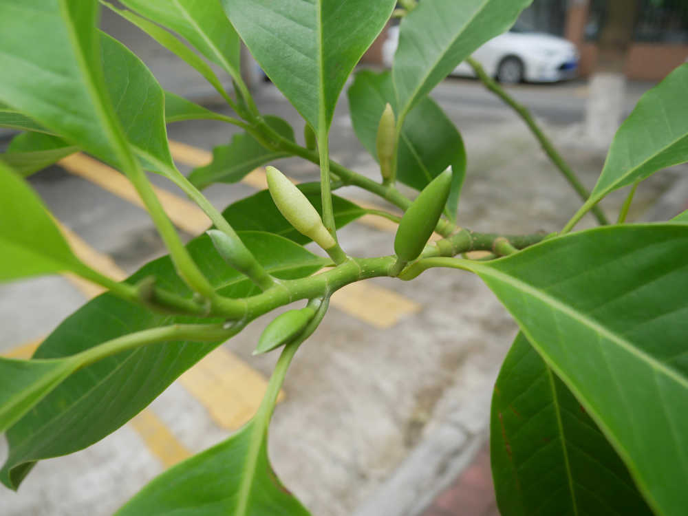 白兰花含苞待放