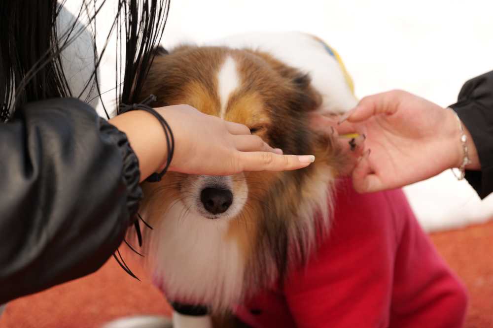 撸狗