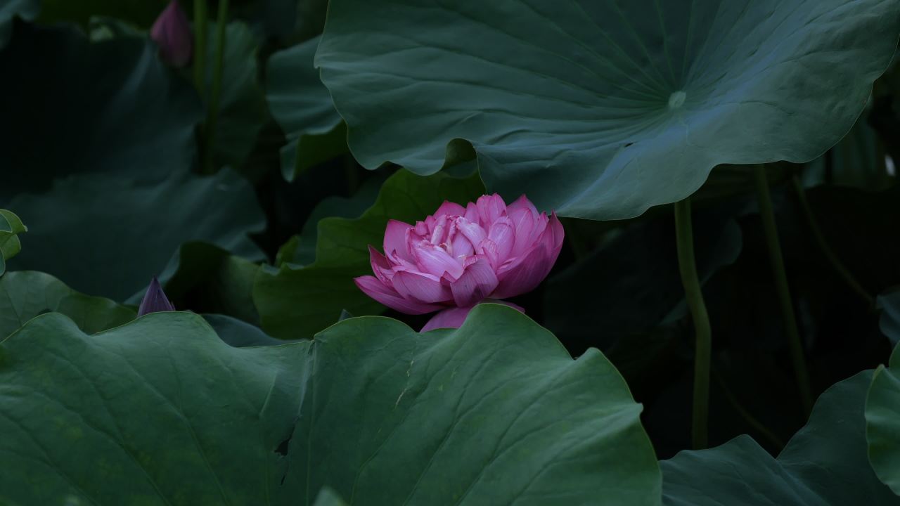 荷花 40