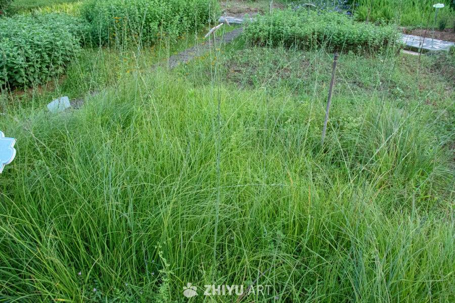 中药材与药材花 38