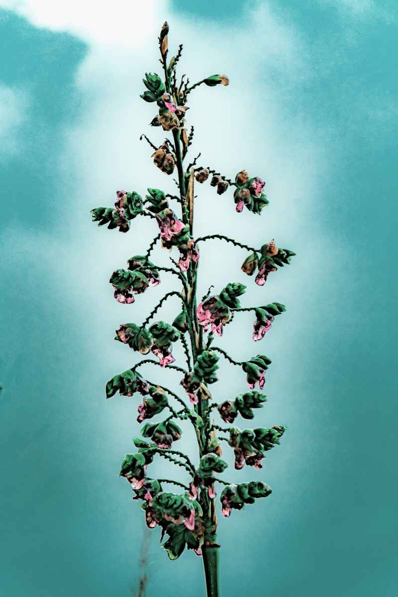水晶花