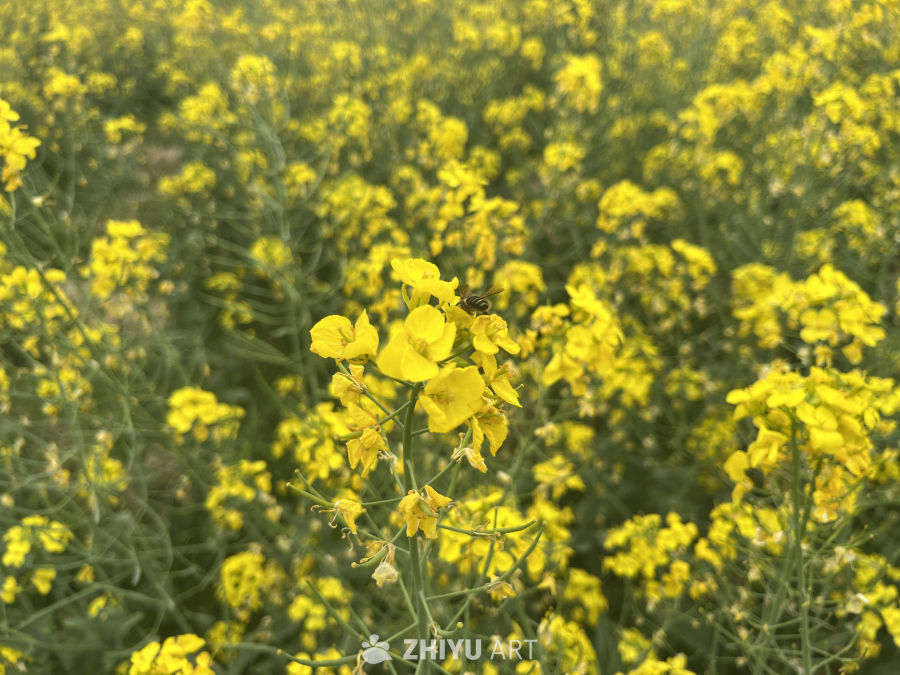 油菜花 3