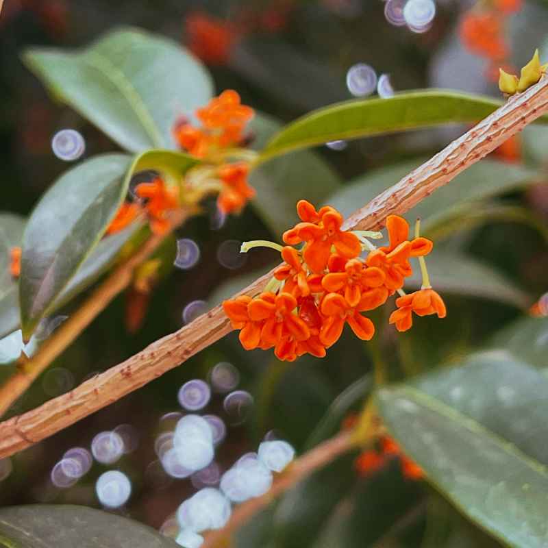 桂花树开花