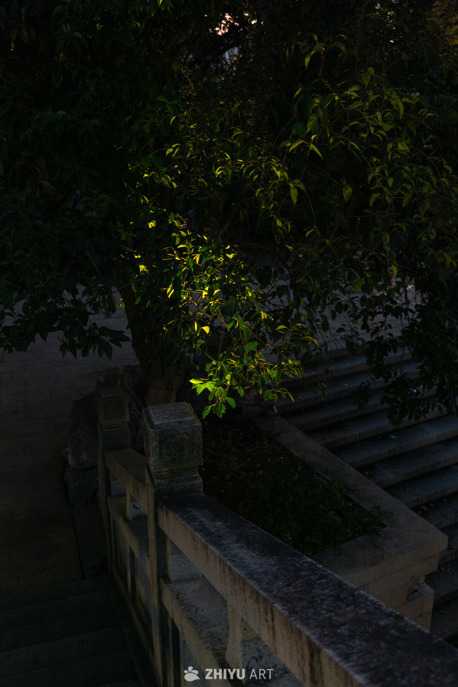 夜色中的静谧树影