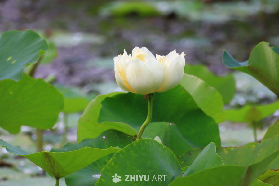 盛夏荷花 33