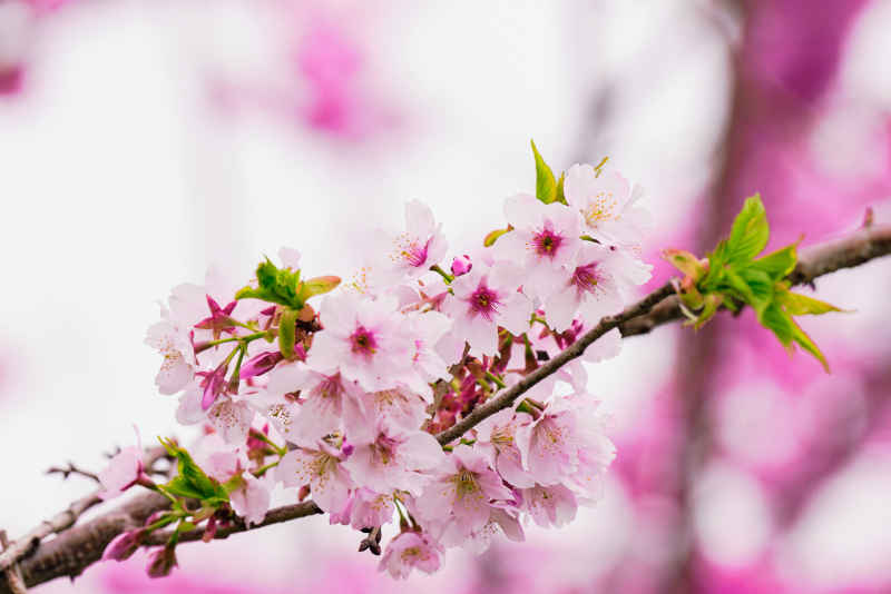 樱花季 70