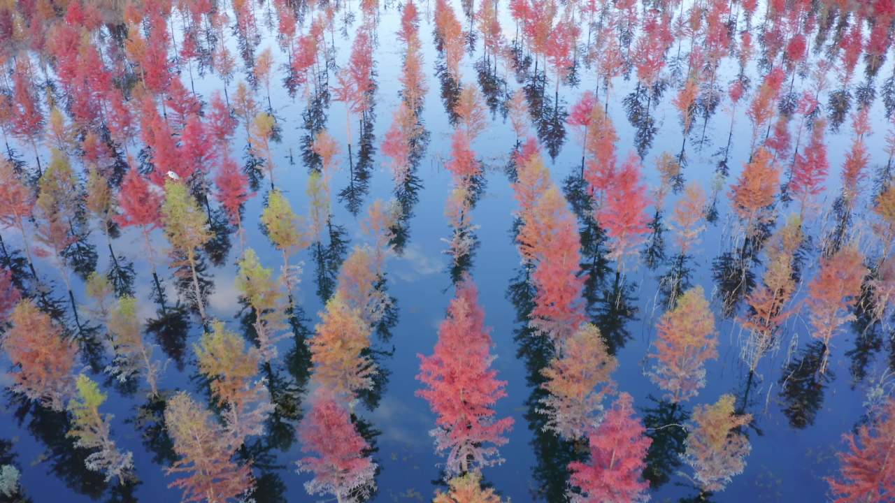 甸尾村水杉林-16