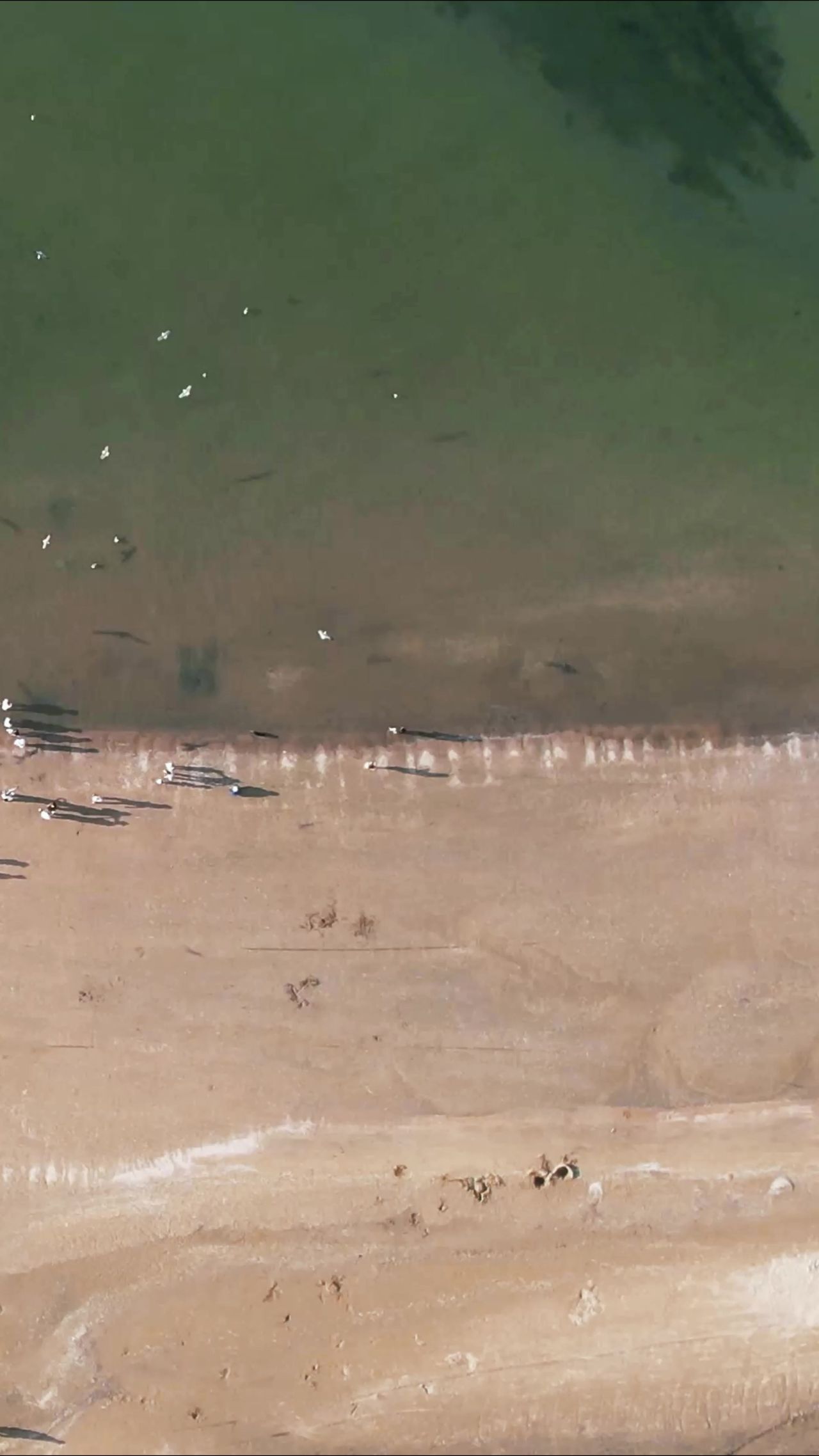 俯拍大海海浪沙滩海鸥竖屏  