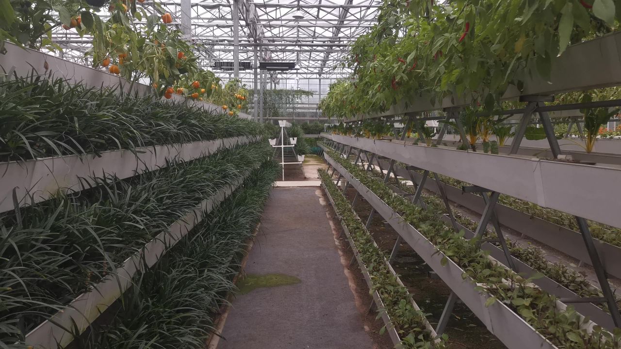 现代农业大鹏蔬菜种植基地实拍