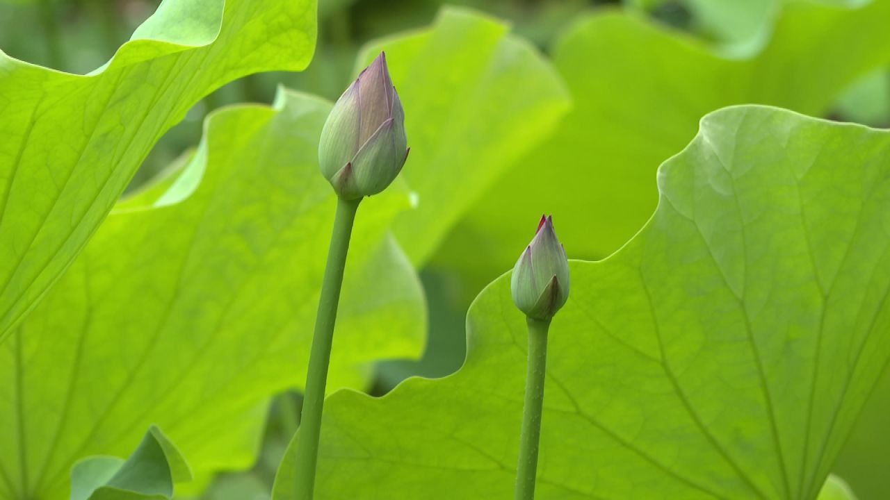 夏日荷花一组