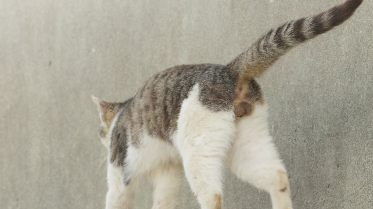 公园的小猫咪流浪猫 3