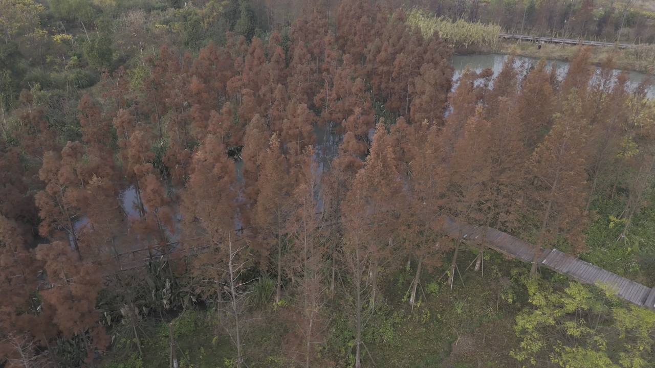 冬日的湿地 10