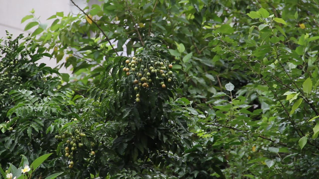 端午雨中的黄皮果