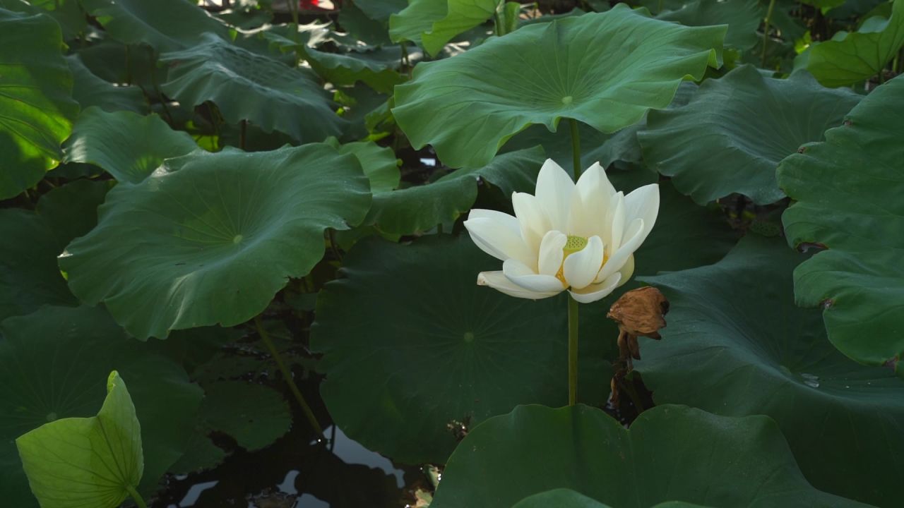 水池中的白莲花