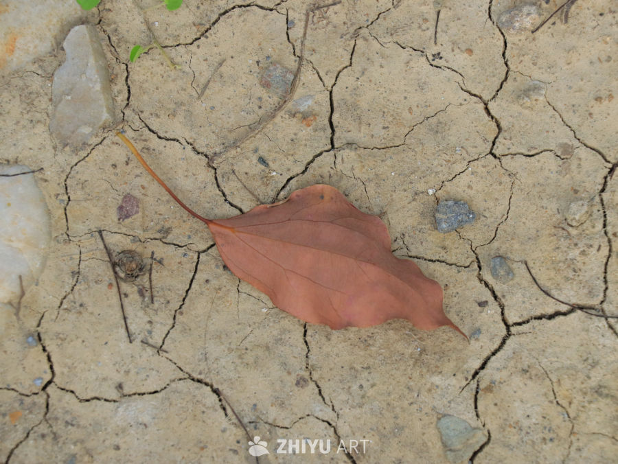 干裂土地上的枯叶