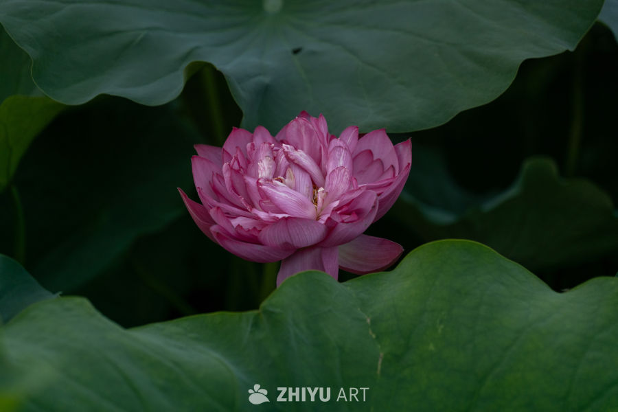 荷花 28