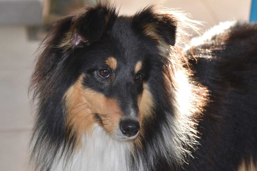 狗设得兰群岛牧羊犬狗