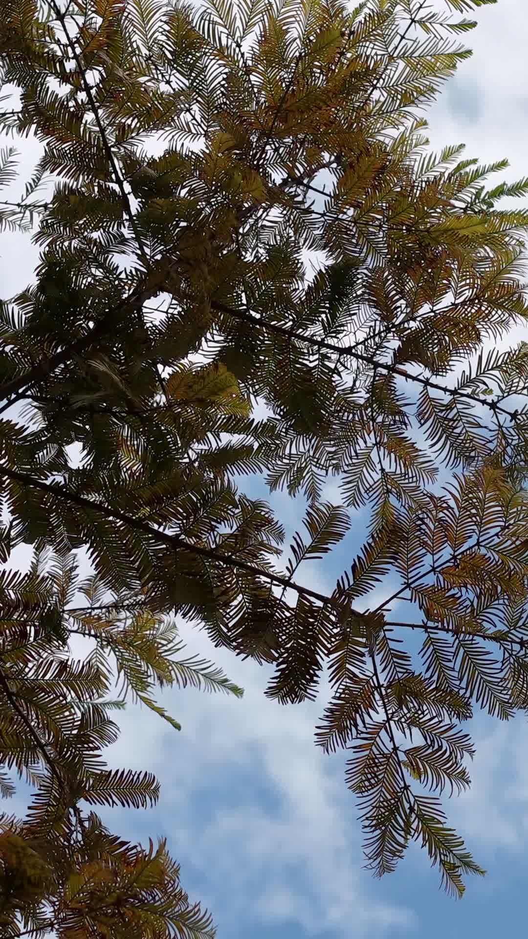 树冠下的蓝天