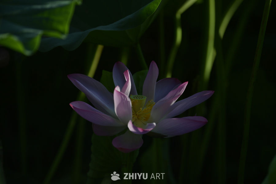 静谧的莲花