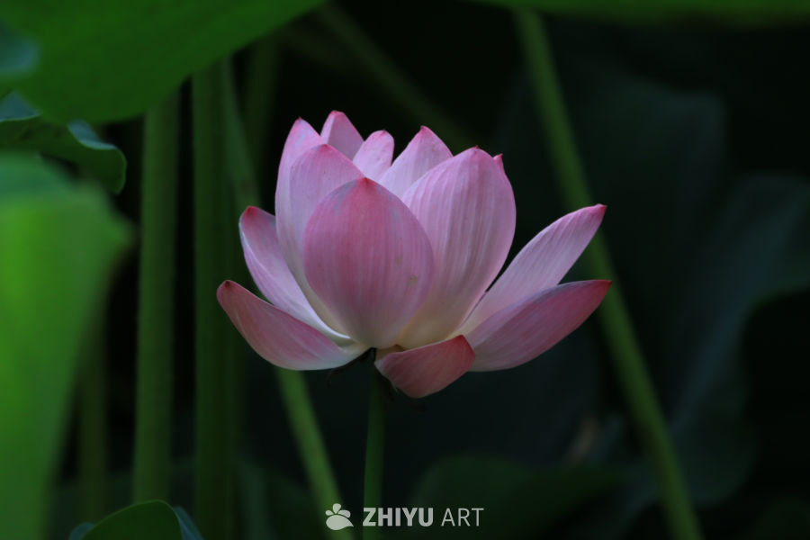 荷花 99