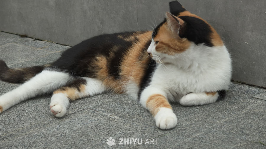 可爱的猫咪