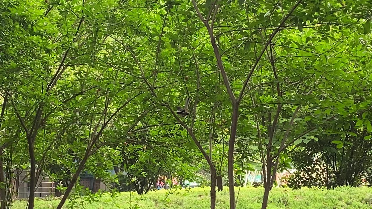 小鸟