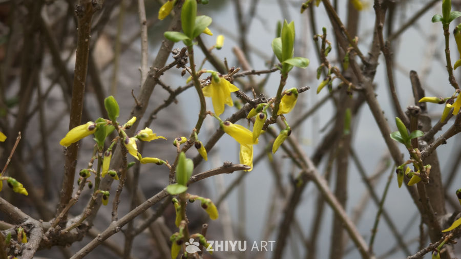 黄英缀枝春信至