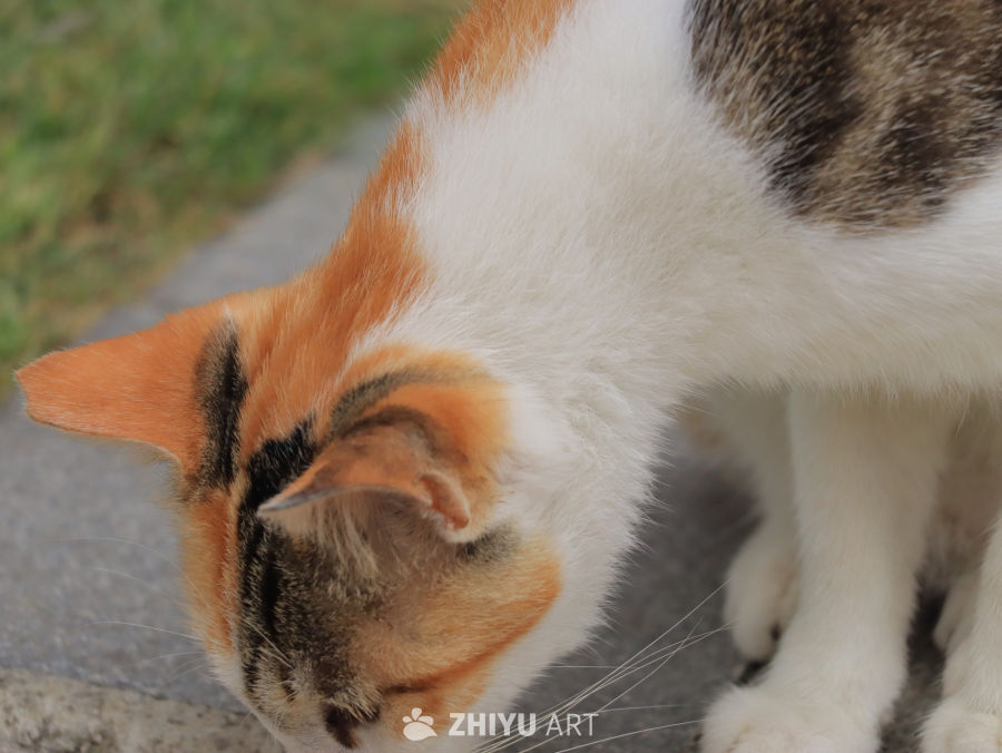 三色猫的低头时光