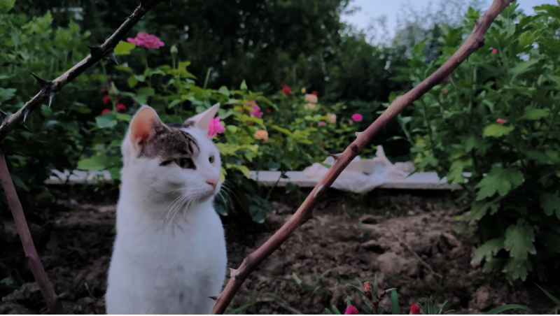 猫