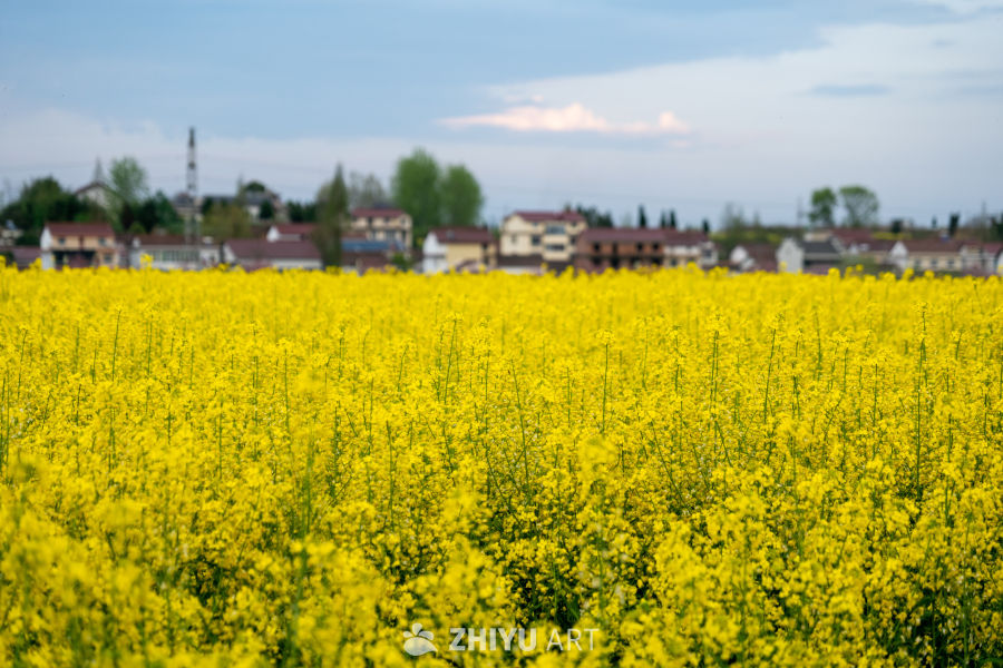 油菜花海 45