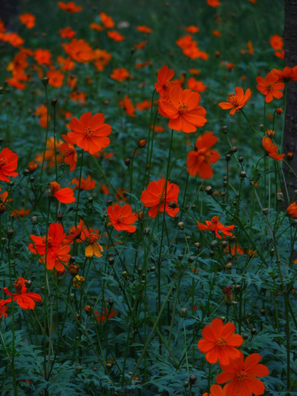 花