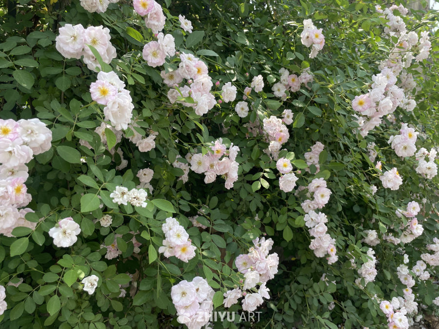 春季花卉 7