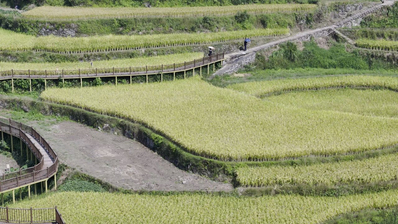 温州中雁荡山与梯田水稻 9