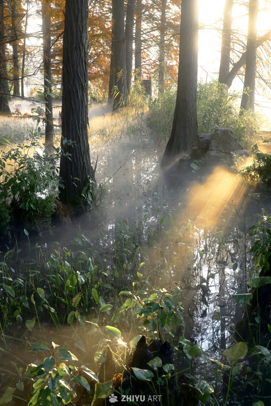 晨雾湿地的静谧时光