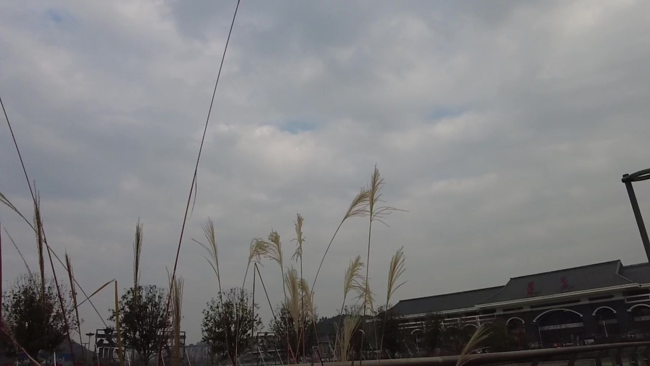  蓝天植物秋天芦苇实拍