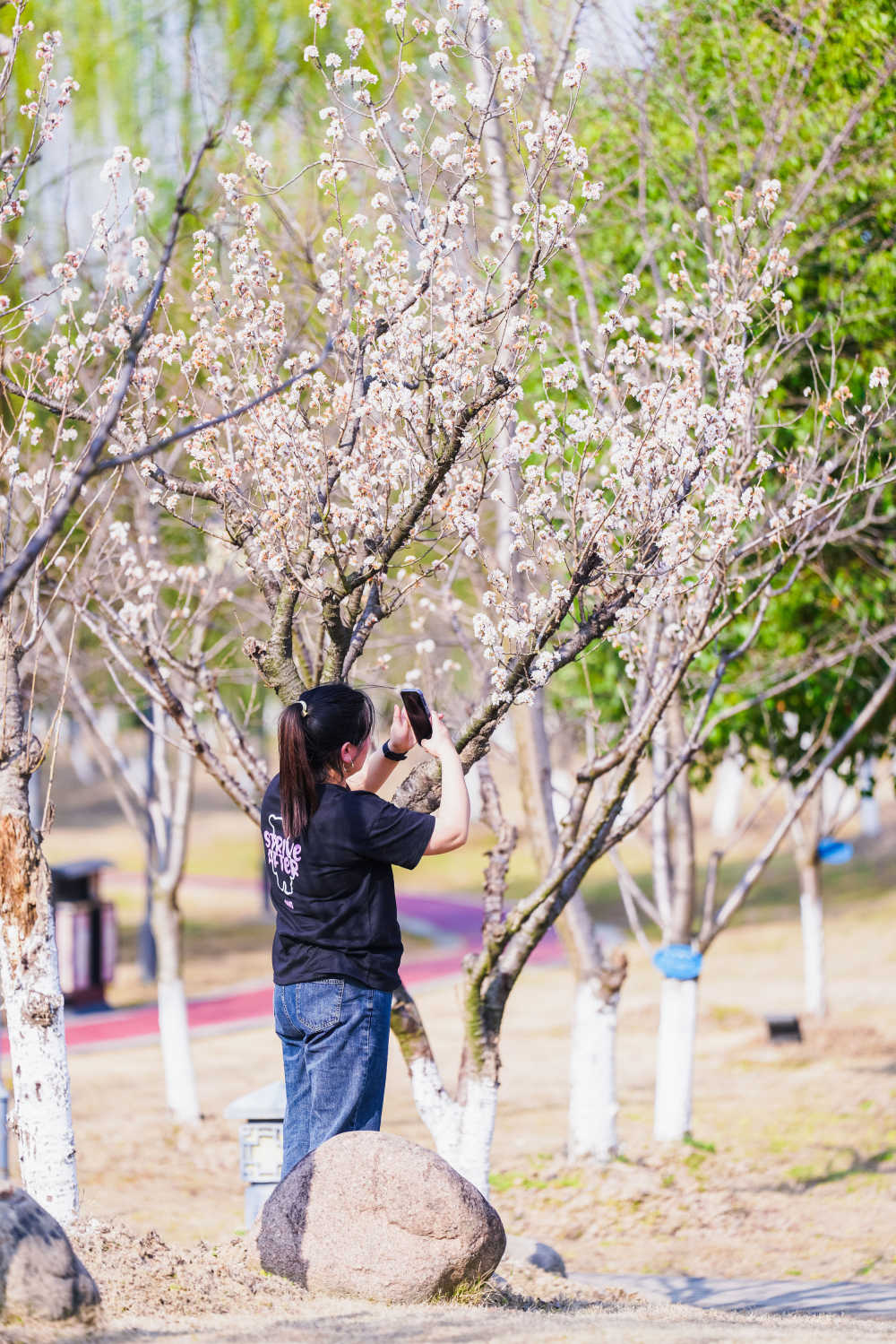 春天的那些花儿