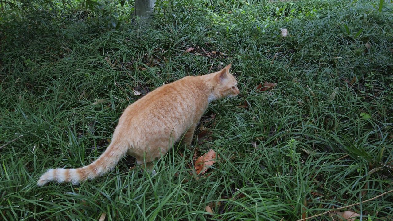 活泼的橘猫