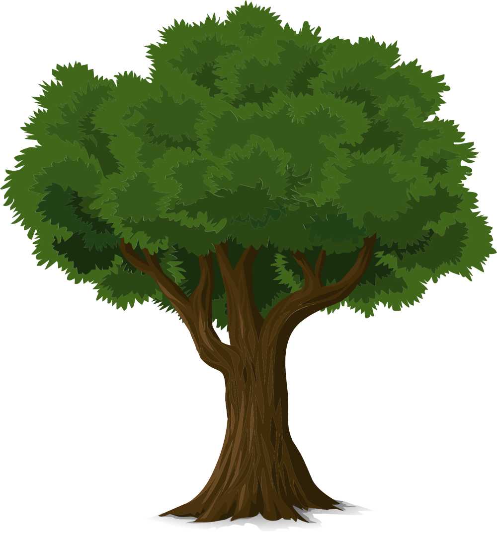 树森林树干自然叶子分支机构有机户外环境生态