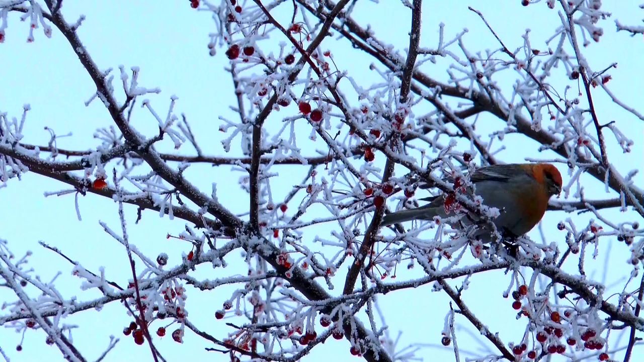 鸟波希米亚雀冬季