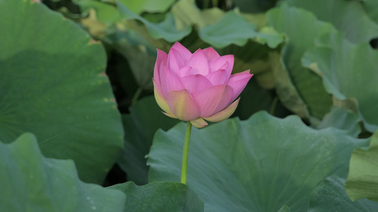 荷花 12