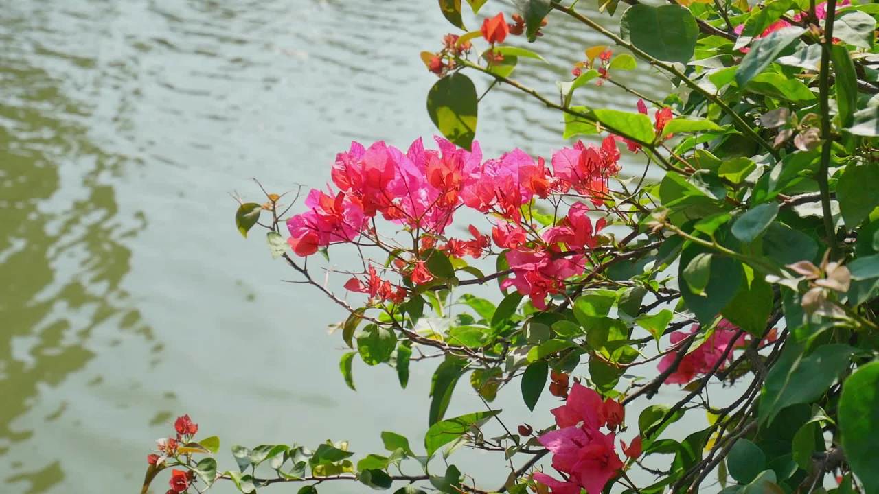 阳光微风河边三角梅5