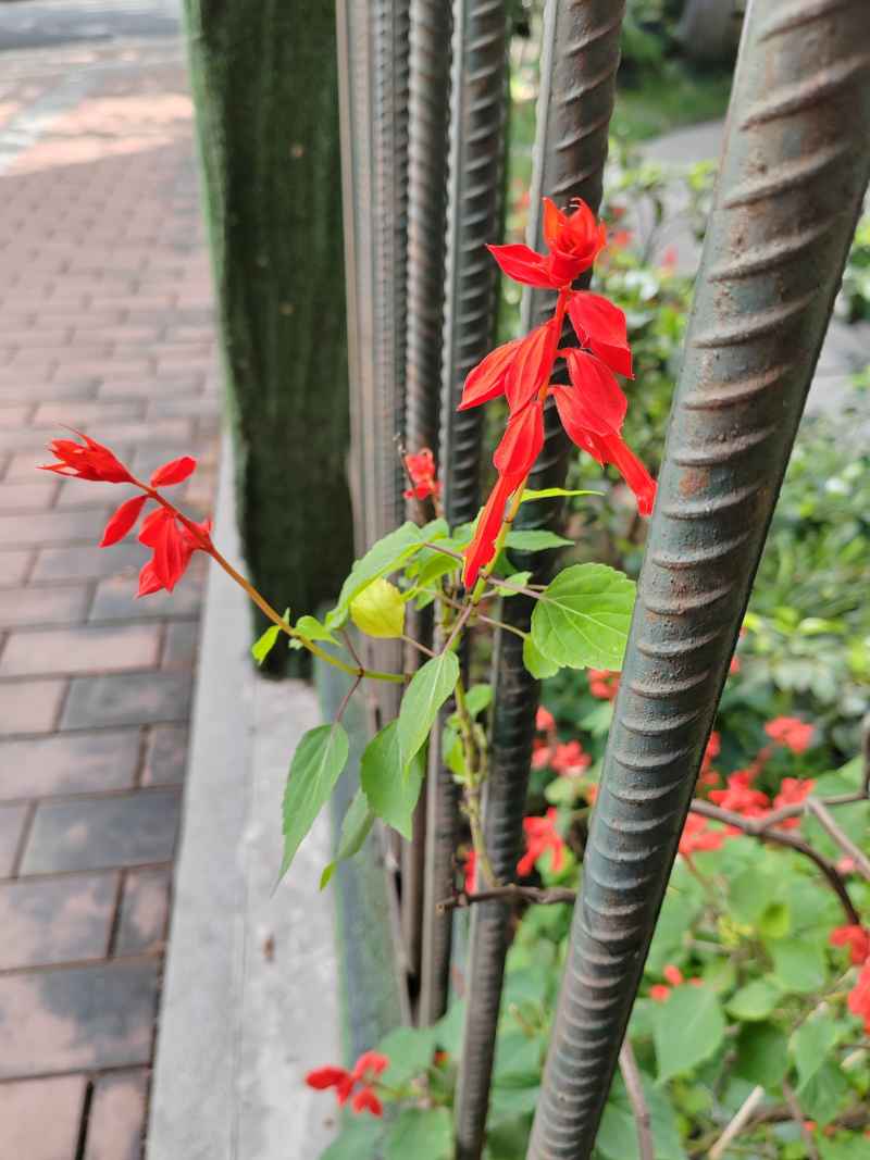 红花