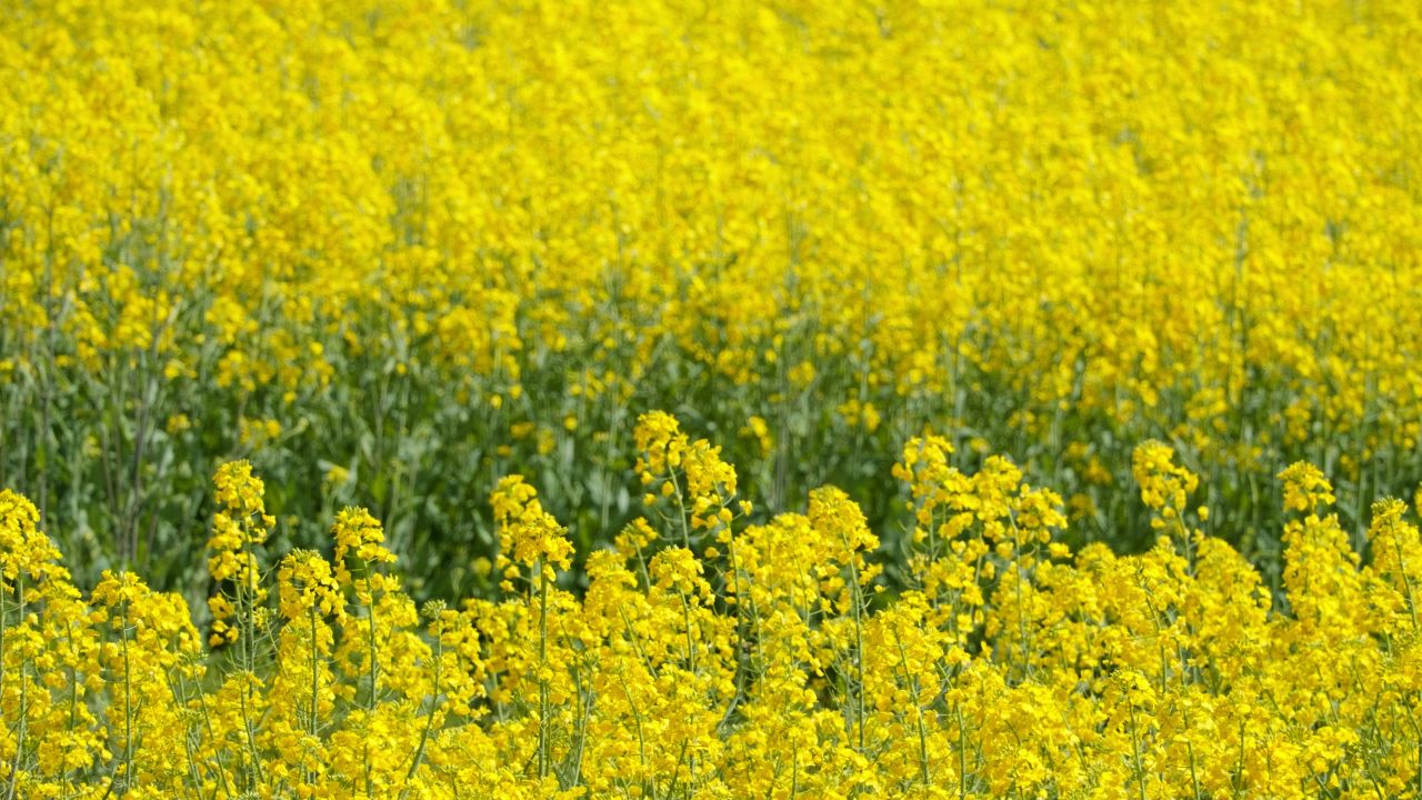 油菜花蜜蜂采蜜特写微距4K实拍