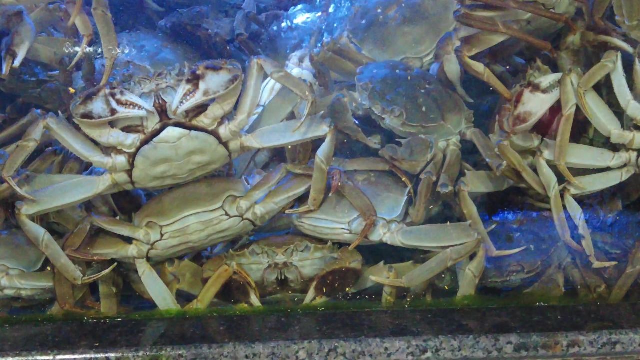 活体新鲜海鲜螃蟹龙虾帝王蟹石斑鱼乌龟实拍 