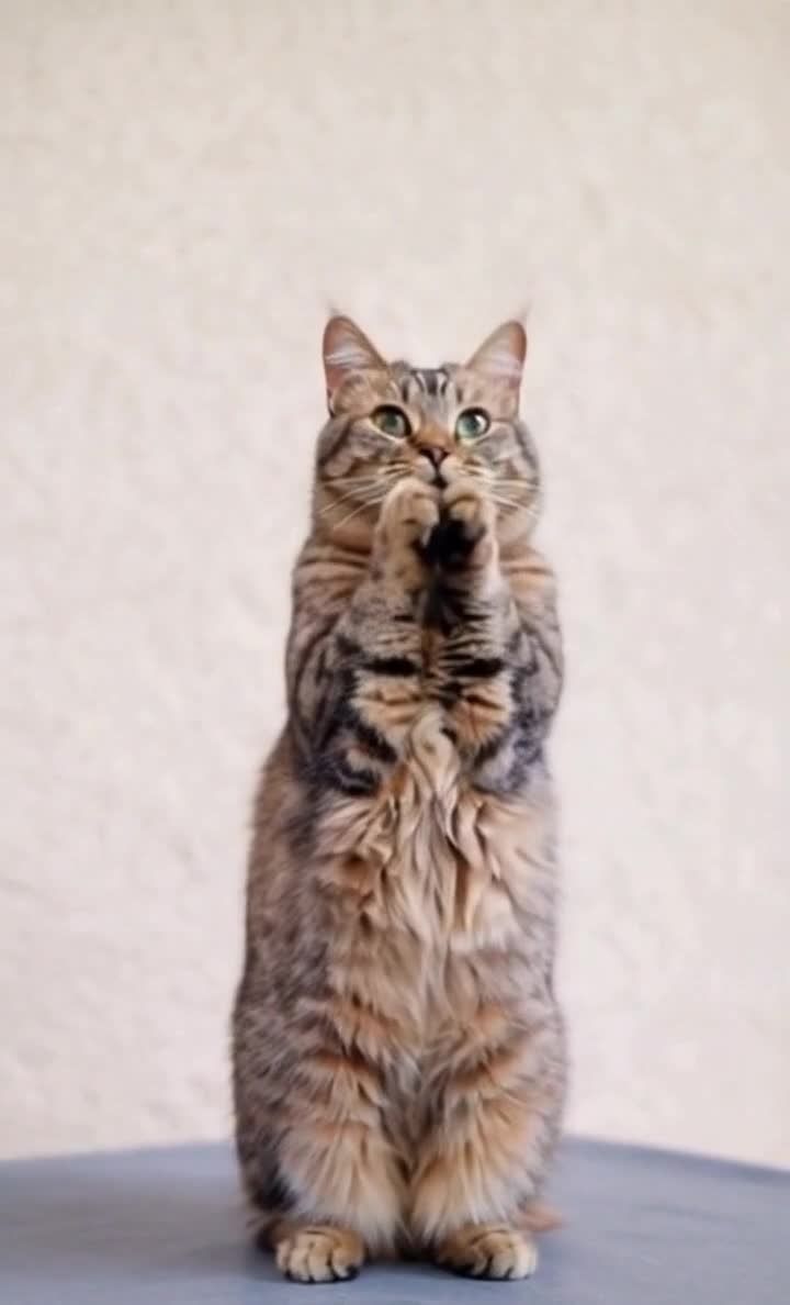 竖立祈祷的猫咪，暖色条纹毛发，向上看。