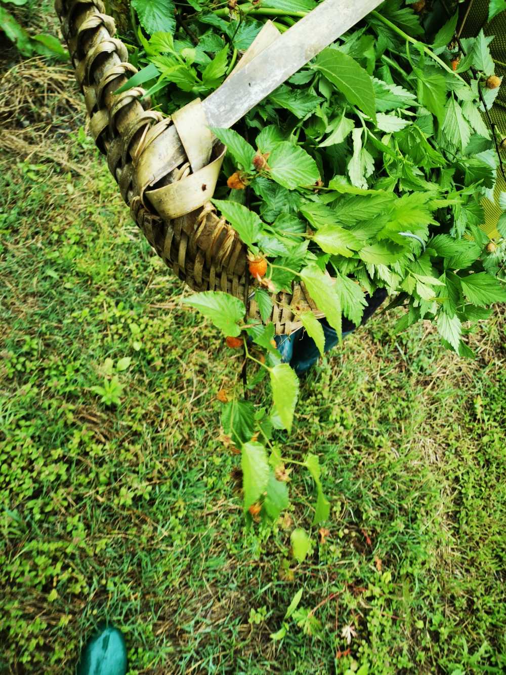 采野菜野果