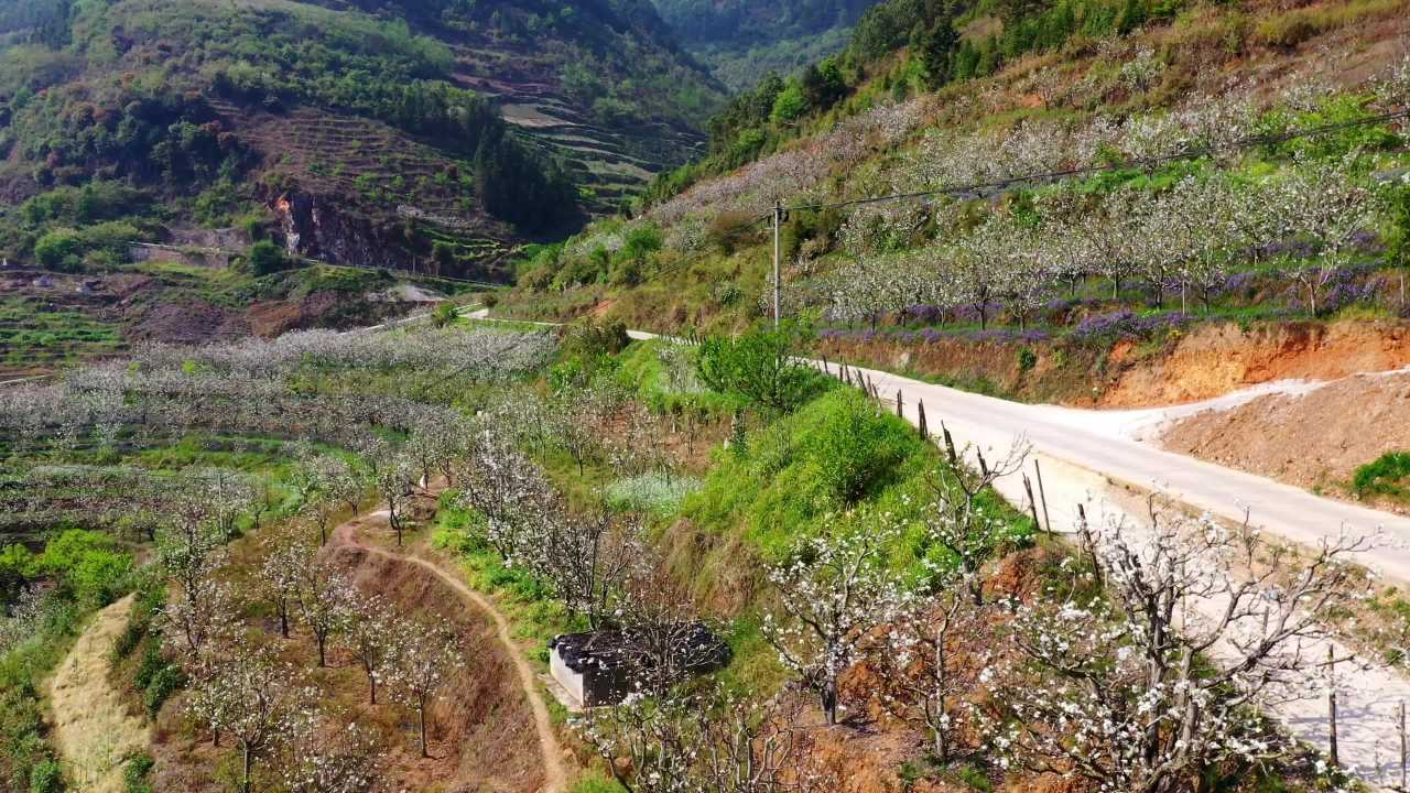 春日山间花海