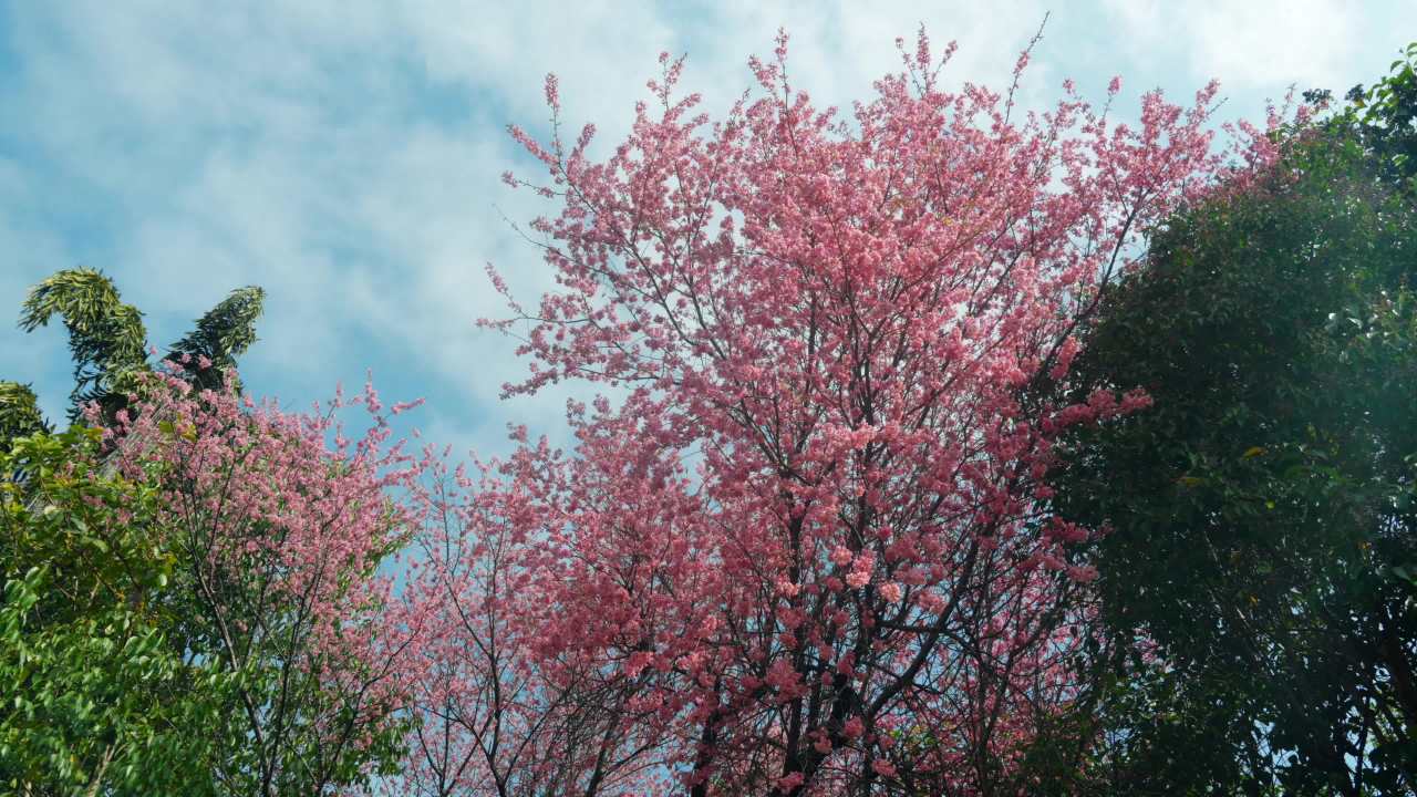 春日樱花盛开