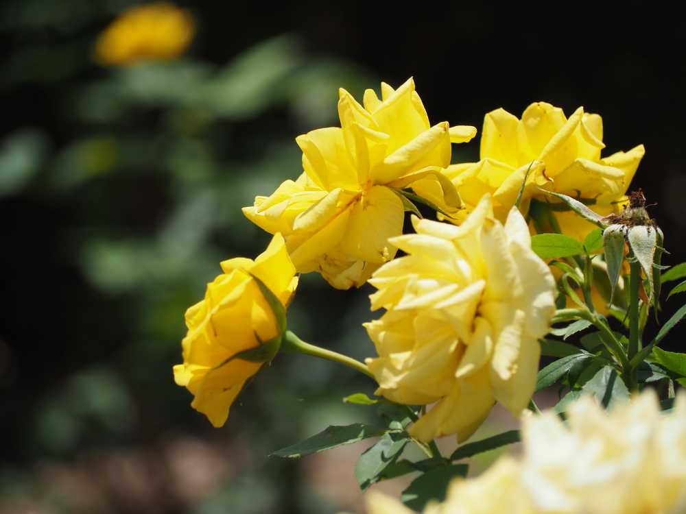 月季花