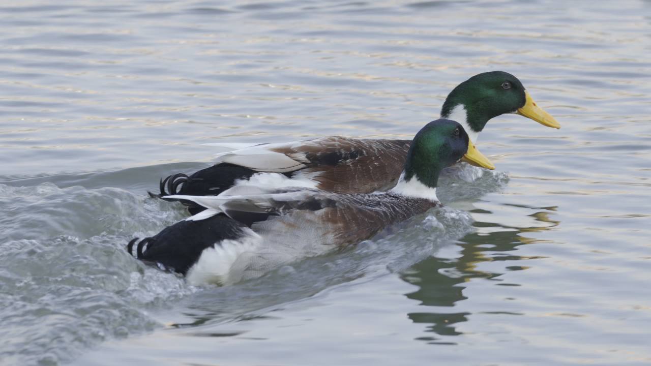 杨府山公园观鸟 10